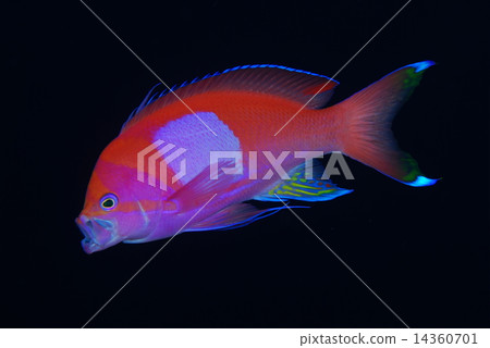 Violet Naga Hananai Violet Naga Hananai 14360701