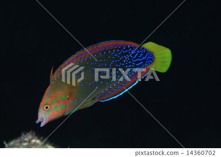 Tsuyubera Tsuyubera 14360702