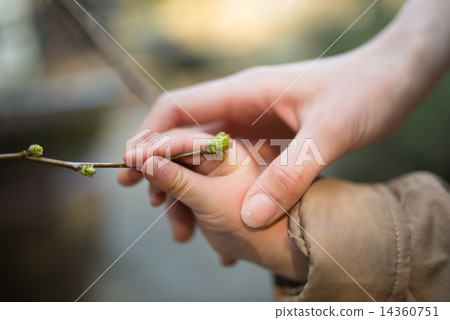 Parent and child hand touching the sprout of Karia 14360751