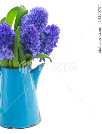 Blue  hyacinth  14360794