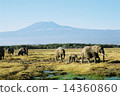 非洲野生動物 14360860