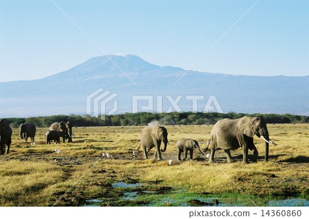 非洲野生動物 14360860