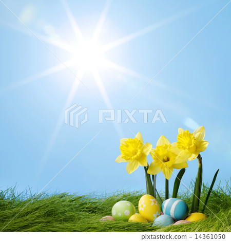 Easter eggs and daffodils Easter eggs and daffodils 14361050