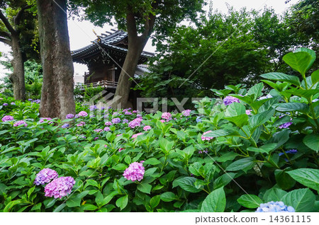 在繡球花區5 14361115