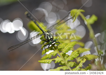美麗的昆蟲~Yamasanae~ 美麗的昆蟲~Yamasanae~ 14361424
