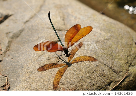 Beautiful Insect ~ Miyama Kawatonbo ~ 14361426