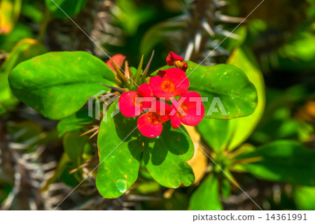 Hanaquilin, Euphorbiaceae, Madagascar 14361991
