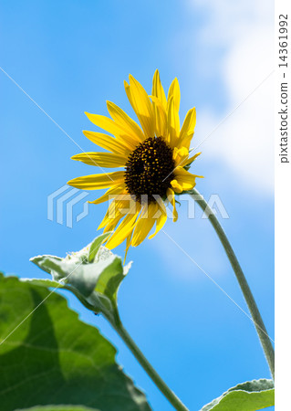 向日葵和夏天藍天 向日葵和夏天藍天 14361992
