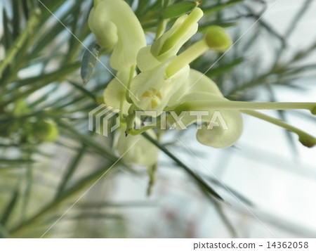 White Gray vire 14362058