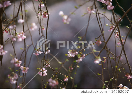 Cherry Blossoms Cherry Blossoms 14362097