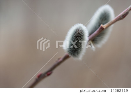 貓王威利 貓王威利 14362519