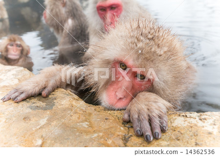 온천에서 とろりん, 일본 원숭이 The Japanese monkey which enters the hot hot spring 14362536