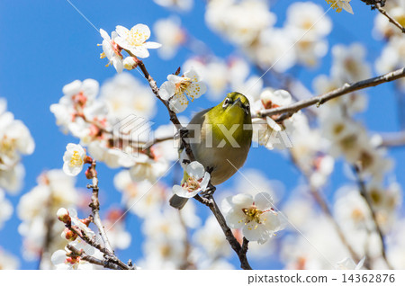 bloom, white-eye, white eye 14362876
