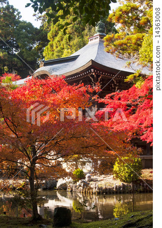 井岡寺秋葉 14363008