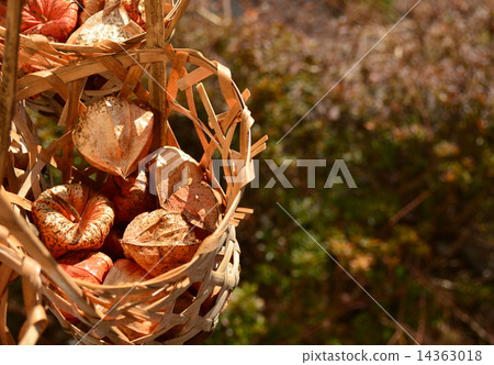 茄科 茄科 14363018