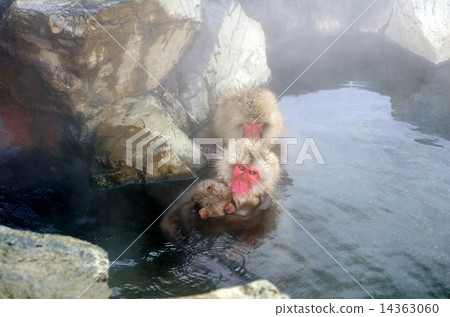 Monkey's family entering a hot spring (a mother monkey holding a small monkey) 14363060