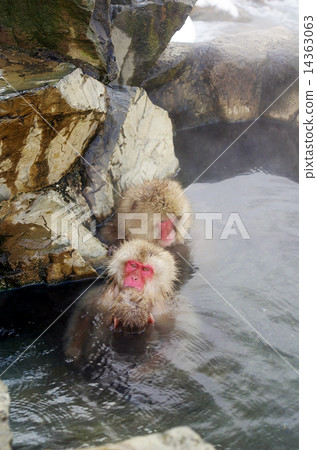 Parent and child of a monkey entering a hot spring (a mother monkey holding a small monkey) 14363063