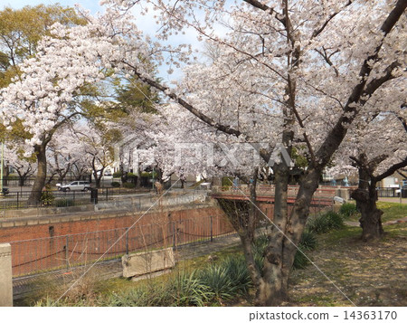 Furma First Lock Gate and Cherry Blossoms 14363170