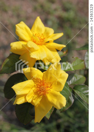 Tianjin Otome · Rose Flower 14363329