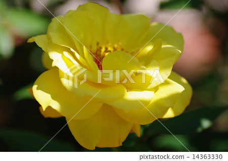 Spring Rose 14363330