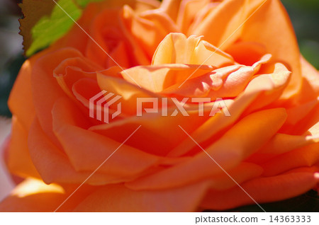 Spring Rose 14363333