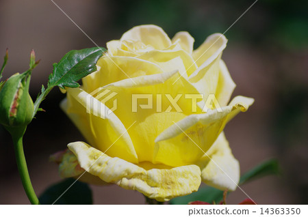 Spring Rose Spring Rose 14363350