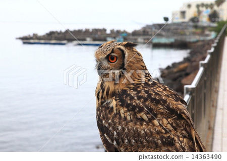 Earthworm Owl Owl Birds of Prey Bengal Eagle Eyedropped Chicks Earthworm Owl Owl Birds of Prey Bengal Eagle Eyedropped Chicks 14363490