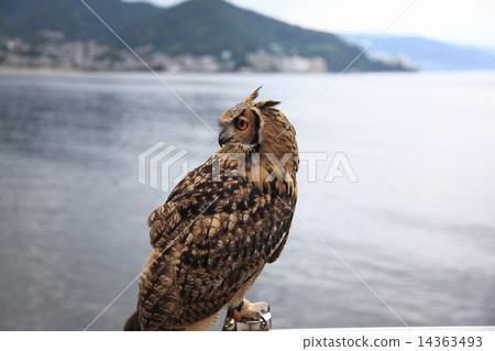 蚯蚓貓頭鷹貓頭鷹猛禽孟加拉鷹眼睛的小雞 蚯蚓貓頭鷹貓頭鷹猛禽孟加拉鷹眼睛的小雞 14363493