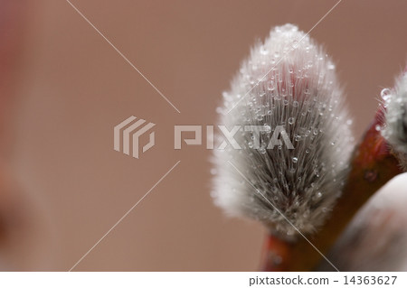 Feline Willi 14363627