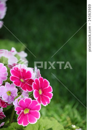 報春花Obconica 14363989