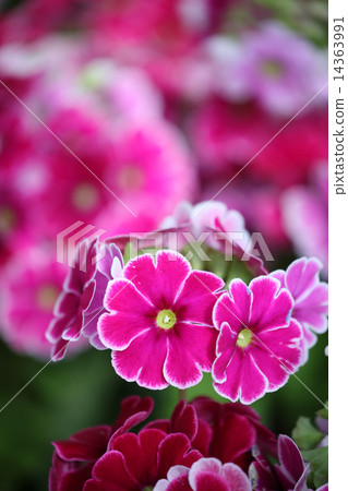 Primula Obconica 14363991