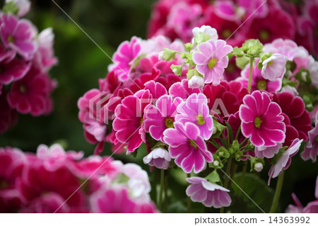 報春花Obconica 14363992