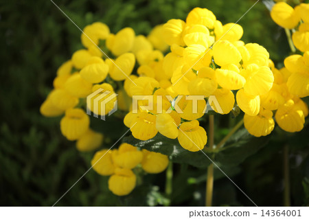 Calceulararia 14364001