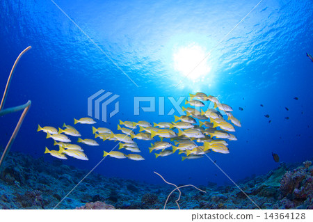 Yosuji Dihedai in Palau Yosuji Dihedai in Palau 14364128