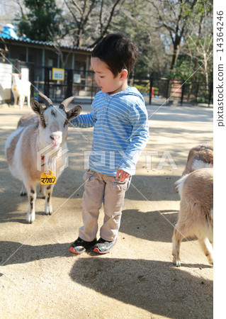 A child touching a goat 14364246