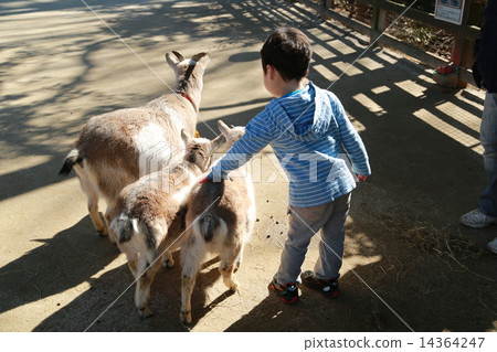 A child touching a goat 14364247