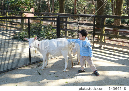 A child who has a goat 14364248