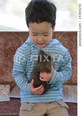 A child holding a guinea pig 14364250