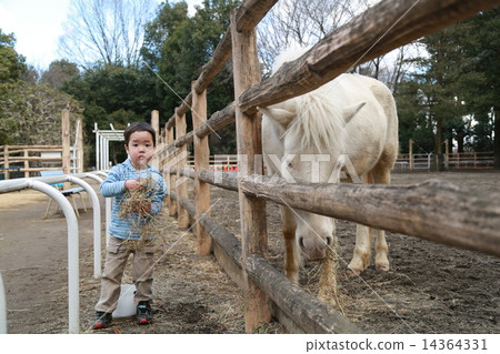 給食物的孩子馬 14364331