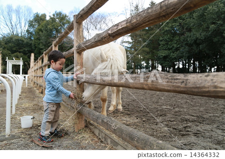 Child giving food to horses Child giving food to horses 14364332