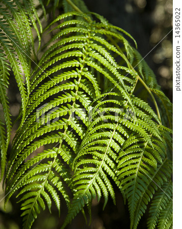 蕨類 14365022