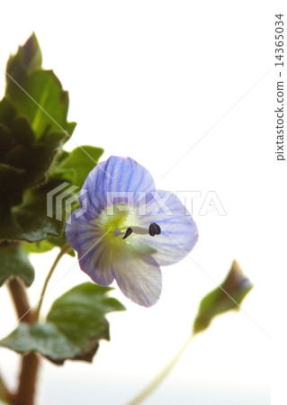 波斯Speedwell 14365034