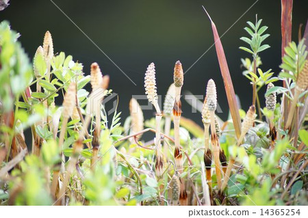 Tsukushi盛開 14365254