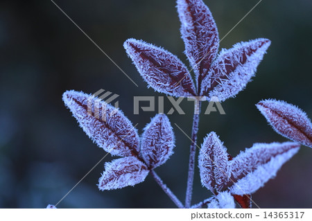 南滕葉子上的霜 14365317