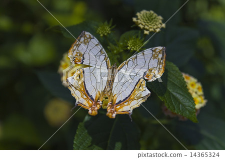 Resting feathers - Ishigeoka - 14365324