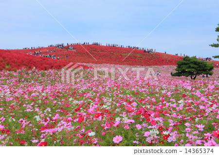 Kokia and Cosmos of the state-run Hitachihama Beach Park Kokia and Cosmos of the state-run Hitachihama Beach Park 14365374