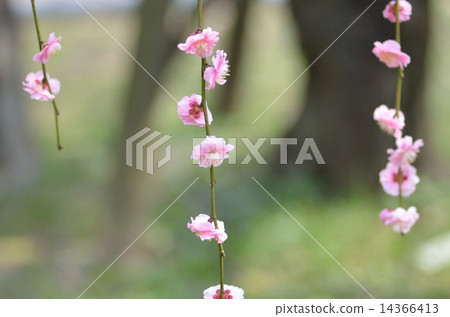 Plum, plants, flowers 14366413