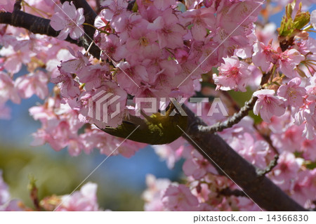The caterpillar who came to suck cherry honey (Telephoto) 14366830