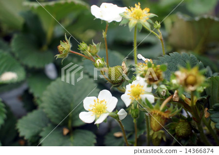 草莓花 14366874