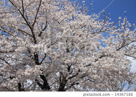 Cherry blossoms full bloom 14367188